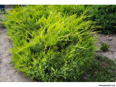 Можжевельник китайский Куривао Голд - Kuriwao Gold