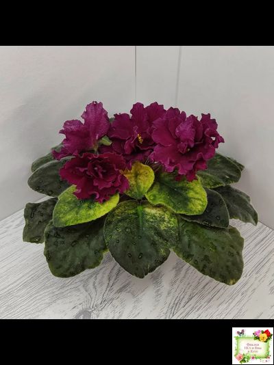 ЕК-Жара (Е. Коршунова) 2018 г.