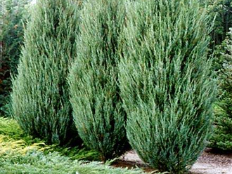 Можжевельник скальный «Скайрокет» С3,60-80