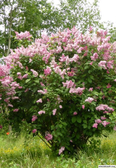 Сирень венгерская - фото в саду - красовский-сад.рф