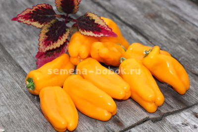 Перец сладкий Кенди Кейн желтый вариегатный (Candy Cane Yellow Variegat), 10 шт.