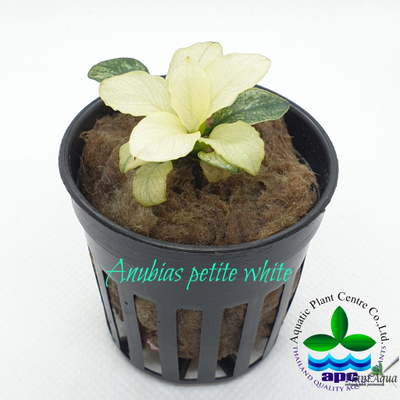 Анубиас Петит Белый (пластиковый горшок)