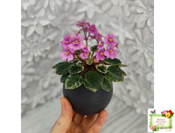 Snuggle Bear (L. Ray) (пасынок укоренённый)