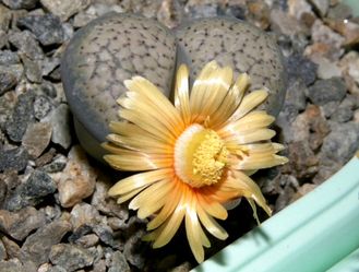 Lithops verruculosa v.glabra С160 - 10 семян