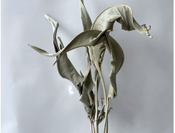 Декоративные листья