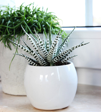 Haworthia fasciata Alba, Хавортия полосатая Альба, красивая хавортия ...