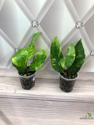 Ficus tinctoria variegated/ фикус Тинктория вариегатный