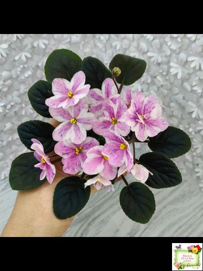 Ness` Spring Blush (D. Ness) химера (стартер сорт)