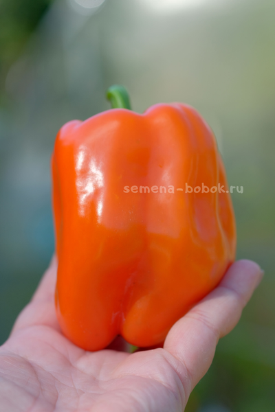 Перец сладкий Гюнстлинг, 10 шт