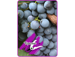 Левокумский (черенок)*