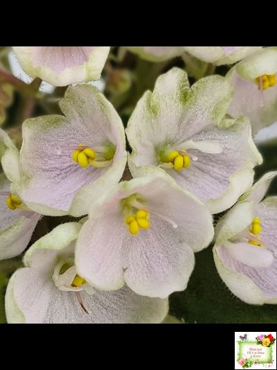 Н-Подснежник (Н. Бердникова)