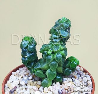 Peperomia columella - Пеперомия колумелла, столбчатая пеперомия