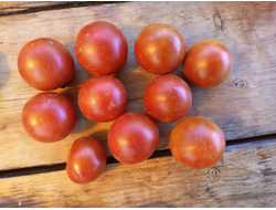Томат Гном Бандаберг Рамболл (Dwarf Bundaberg Rumball)
