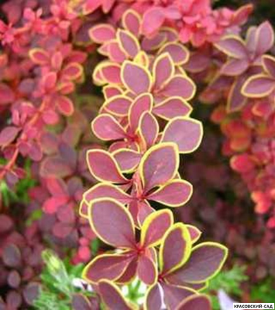 Барбарис Тунберга Голден ринг