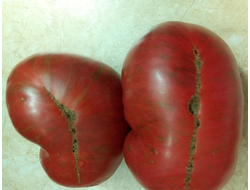 Томат Гном Аделаида Фестиваль, (Dwarf Adelaide Festival)