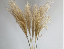 Мискантус натуральный