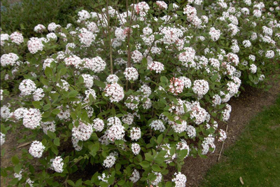 Калина Карльса Juddii