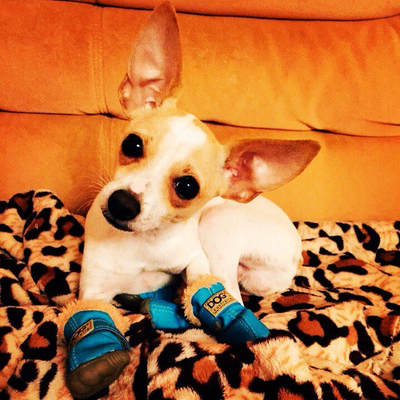 Ботинки для собаки DOG голубые