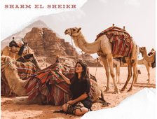 BUGGY SAFARI &amp; CAMEL RIDE (MORNING OR AFTERNOON) FROM SHARM EL SHEIKH