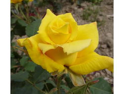 Роза Ландора (Landora) ОКС, Россия