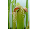 Sarracenia Minor