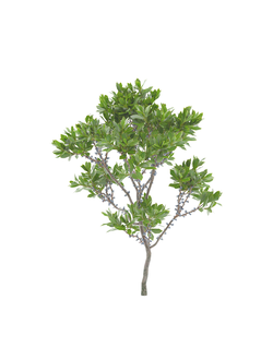 тропические Восковник пенсильванский Myrica pensylvanica 01 01