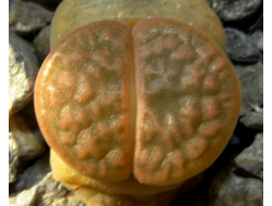 Lithops hookeri v.subfenestrata C021 (MG-1616.64)