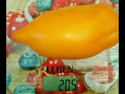 Томат Оранжевая прогулка (Orange walk)