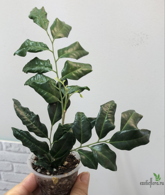 Murraya paniculata ‘Himalayan’  Narrow leaf / Муррайя Гималайская узколистная