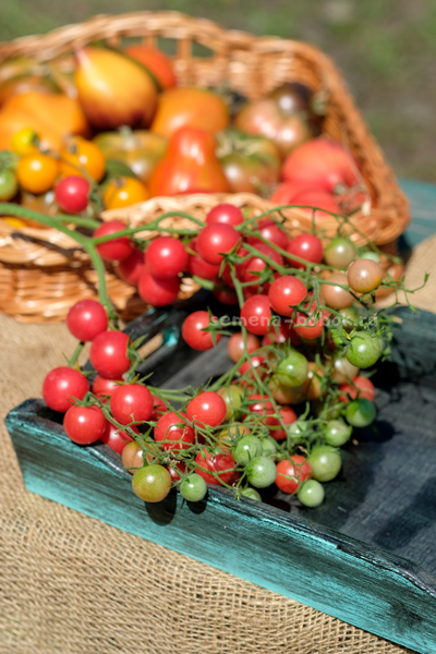 Томат Rose Quartz Multiflora (Розовый Кварц Мультифлора), 10 шт