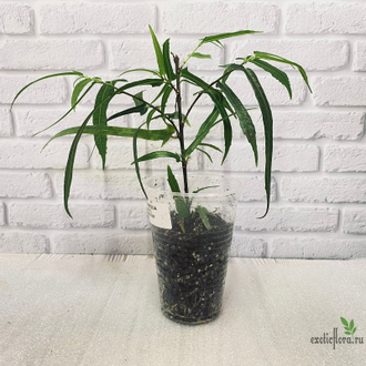 Ficus Ulmifolia / фикус ульмифолия