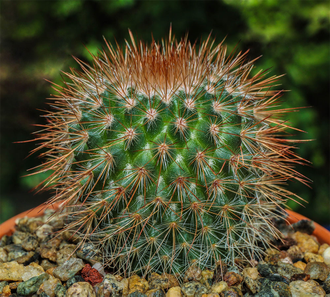 Mammillaria Spinosissima