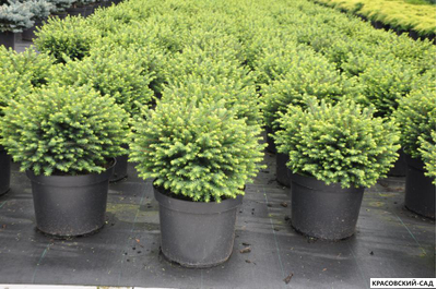 Ель Карел - Karel