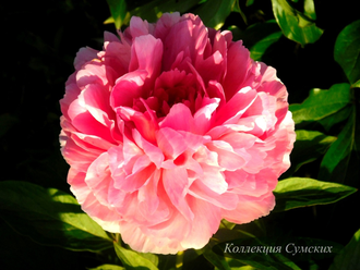 Пион Rose heart (Роуз Херт)
