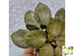 ОЗ-Viola-Tesoro (О. Завадська) листовая химера