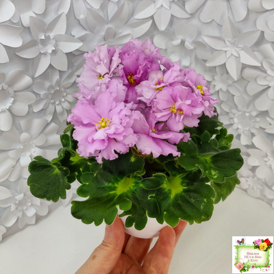 АВ-Поющие Пески (Фиалковод) 2021 г. (гёрл-листья с кроновой пестролистностью)