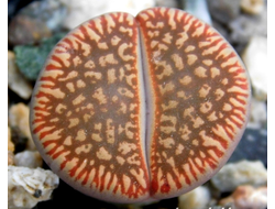 Lithops aucampiae ssp.euniceae C048 - 10 семян