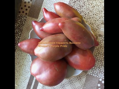 Томат Фиолетовая гордость Весселя (Wessel's Purple Pride)