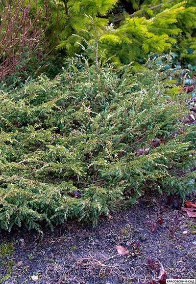 Можжевельник обыкновенный Спотти Спридер - Spotty Spreader