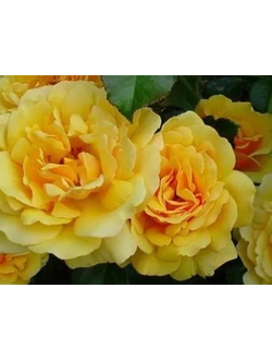 Бамблби Кюль (Bumblebee Kull)