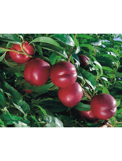 Персик колоновидный (нектарин) Рубис