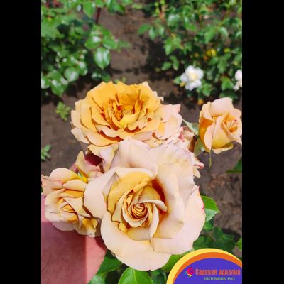 Хани Дижон (Honey Dijon)