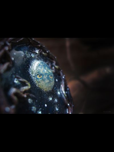 Новогодняя брошь &quot;Таинство снежной Луны&quot;