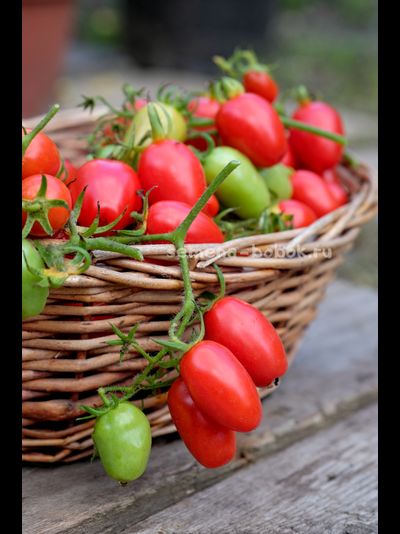 Томат Красный клык, 10 шт.