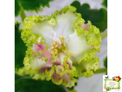 МТ-Яблочные Облака (М. Тотиева) 2023 г.