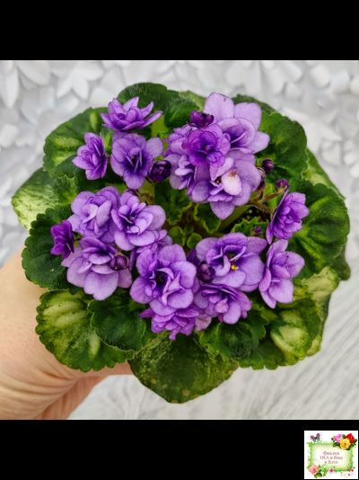 Little Caboose (H. Pittman) (гёрл-лист с кроновой пестролистностью)