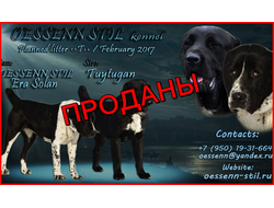 Т - помёт (Родители: ОЕССЕНН СТИЛЬ Ера Солан х Туйтуган). Дата рождения 26.01.2017. ВСЕ ЩЕНКИ ПРОДАНЫ!