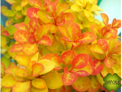 БАРБАРИС "САММЕР САНСЕТ"