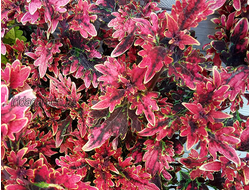 Колеус Burning Bush