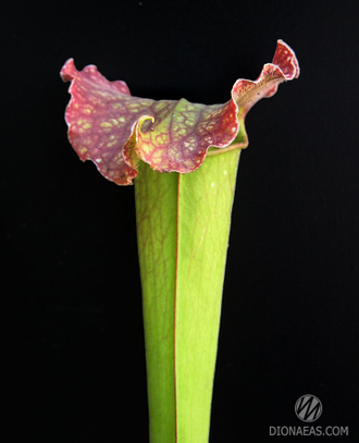 Sarracenia Hybrid 3